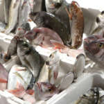 Antica Pescheria Galluzzi