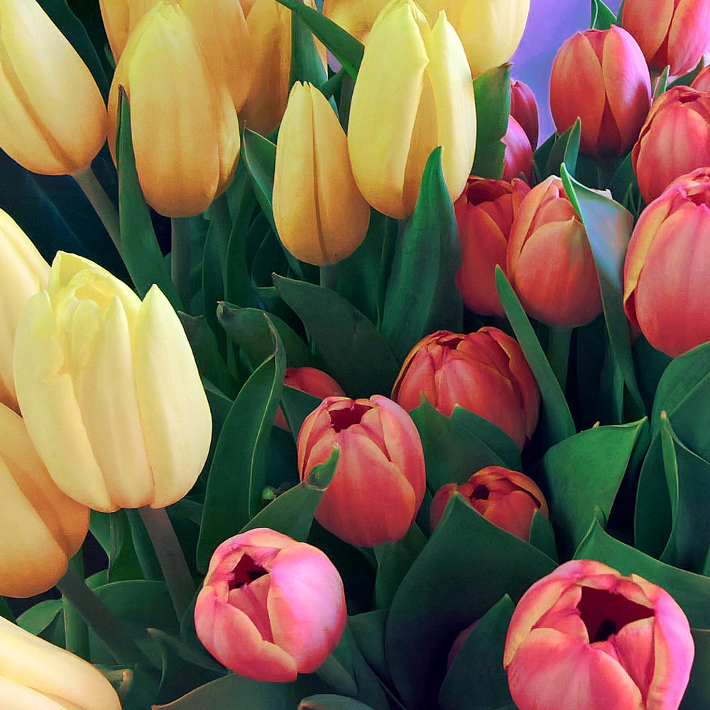 composizione-floreale-roma-con-tulipani